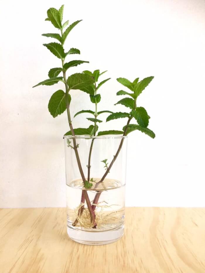 26 great houseplants to grow in water vases - 209