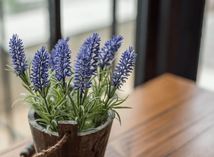 19 beautiful indoor plants for fragrance - 129