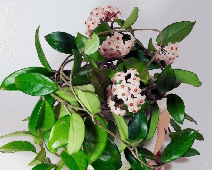 19 beautiful houseplants for scents - 131