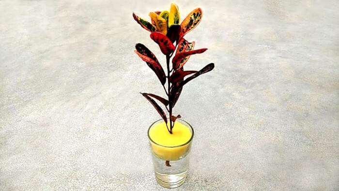 26 great houseplants to grow in water vases - 179