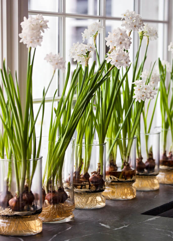 26 great houseplants to grow in water vases - 185
