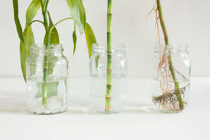 26 great houseplants to grow in water vases - 163