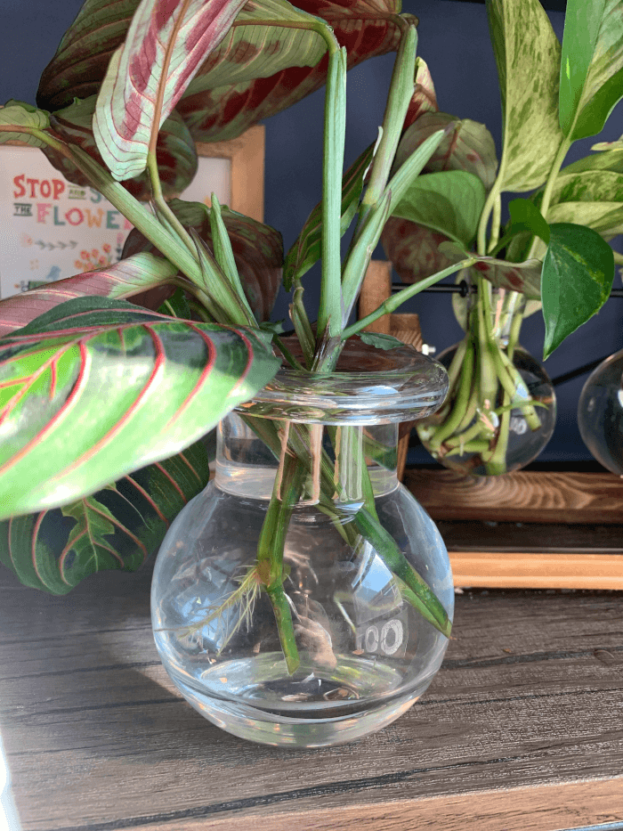 26 great houseplants to grow in water vases - 201