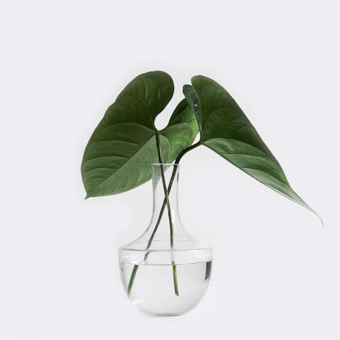 26 great houseplants to grow in water vases - 203