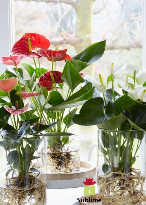 26 great houseplants to grow in water vases - 211