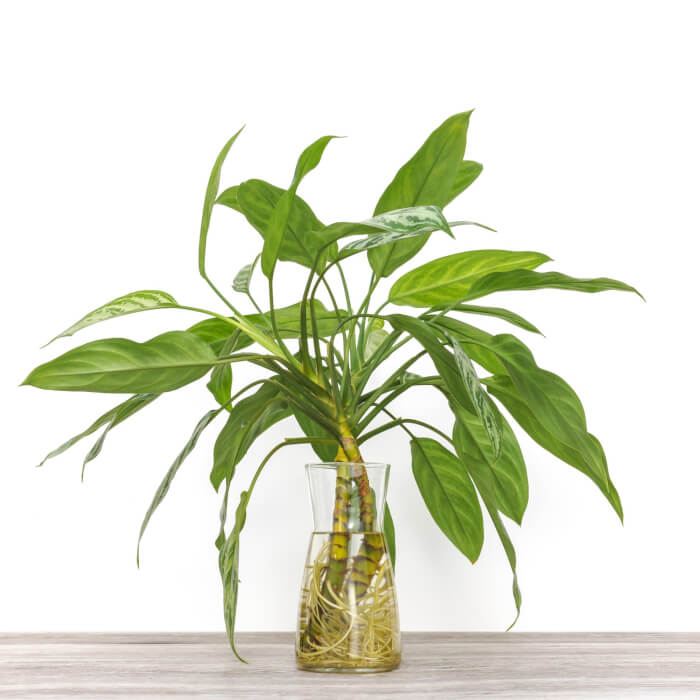 26 great houseplants to grow in water vases - 167