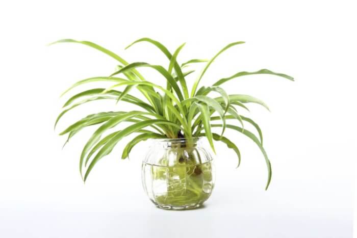 The 25 best houseplants you can propagate in water vases - 163