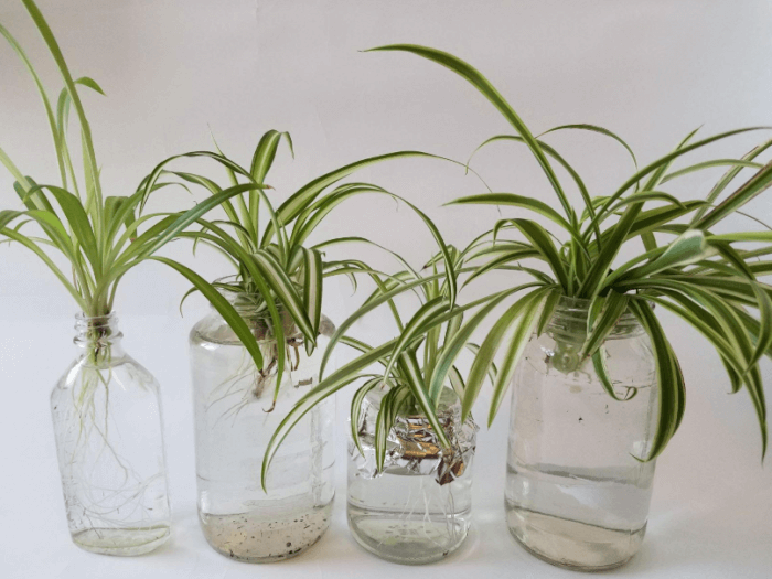 26 great houseplants to grow in water vases - 169