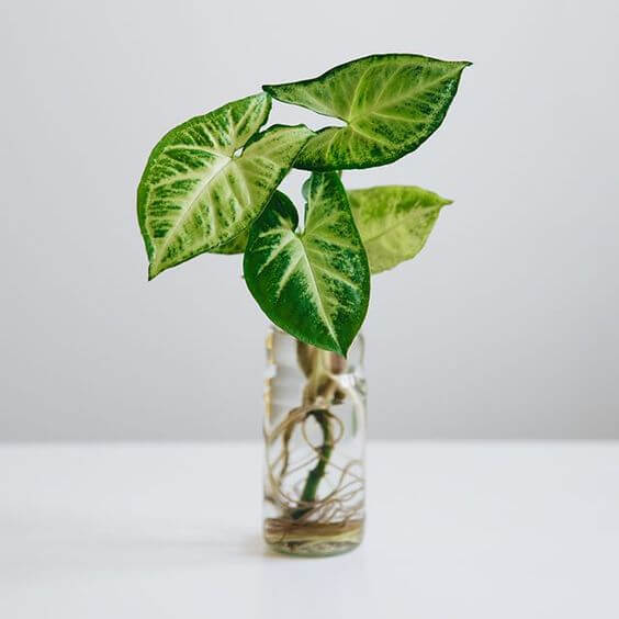 The 25 best houseplants to propagate in water vases - 165