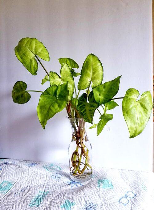 26 great houseplants to grow in water vases - 171