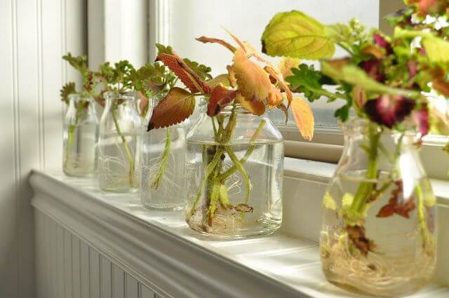 26 great houseplants to grow in water vases - 173