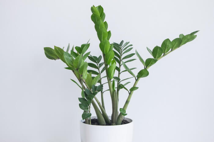 Top 14 succulents for good feng shui - 105