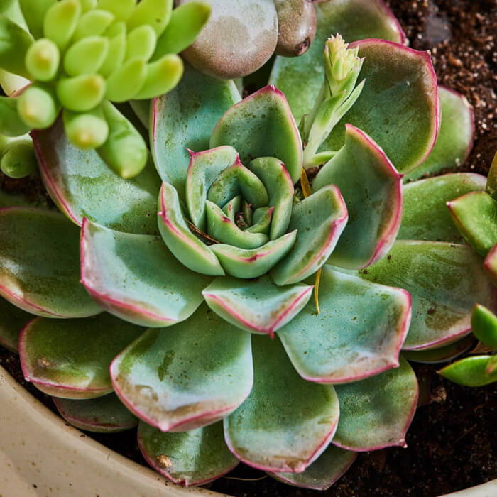 Top 14 succulents for good feng shui - 109