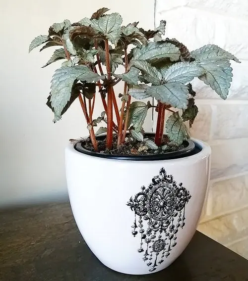 Indoor plants with a metallic sheen 6