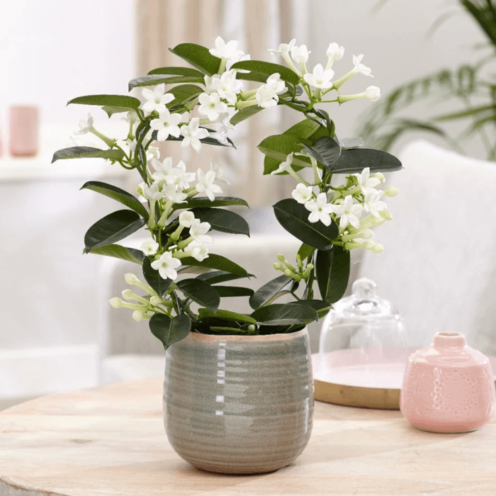 19 beautiful indoor plants for fragrance - 141