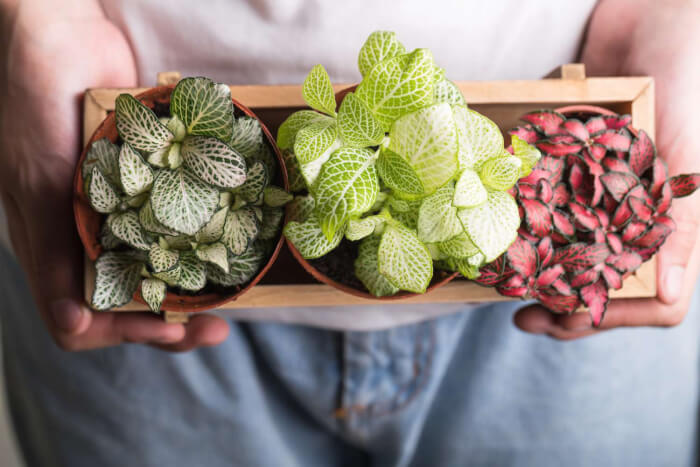 21 plants that love living on your fridge - 161