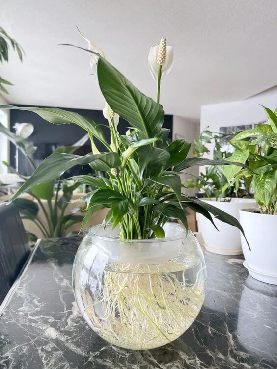 25 best houseplants to propagate in water vases - 177