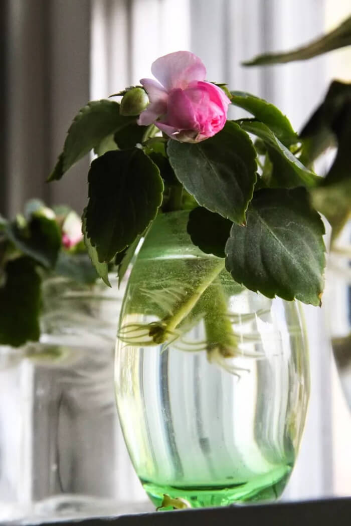 The 25 best houseplants you can propagate in water vases - 185