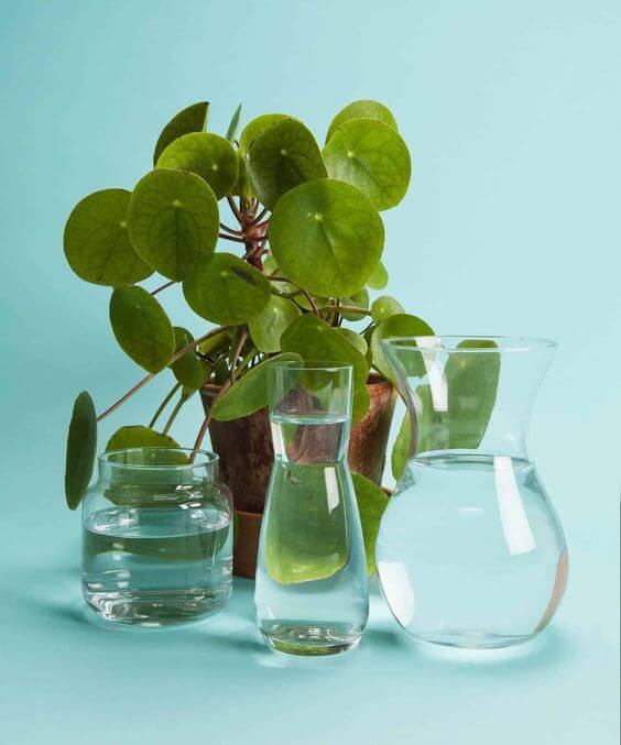 The 25 best houseplants you can propagate in water vases - 199