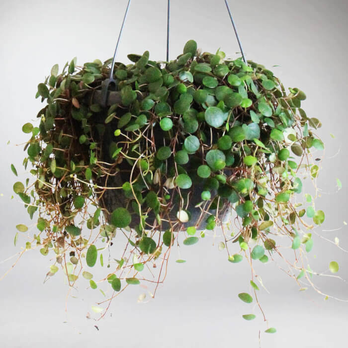 22 easiest vines to bring forest into your indoor space - 171