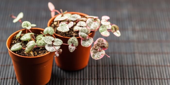 21 plants that love living on your fridge - 169