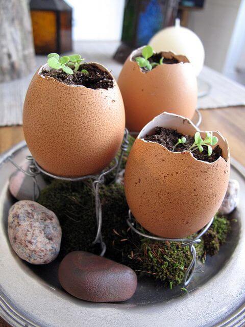 25 DIY eggshell planters to add interest to your indoor garden - 157