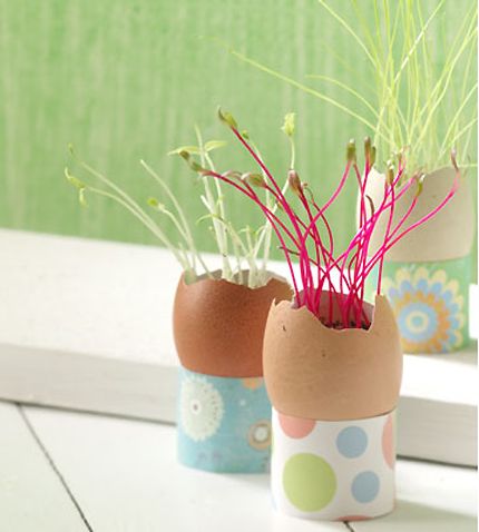 25 DIY eggshell planters to add interest to your indoor garden - 161