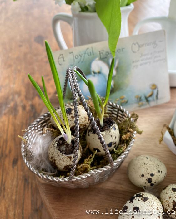 25 DIY eggshell planters to add interest to your indoor garden - 167