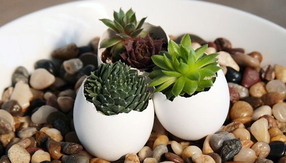 25 DIY eggshell planters to add interest to your indoor garden - 169