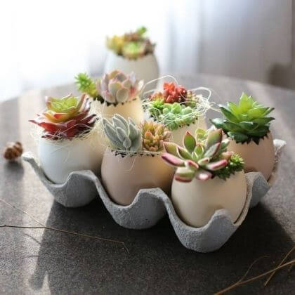 25 DIY eggshell planters to add interest to your indoor garden - 171