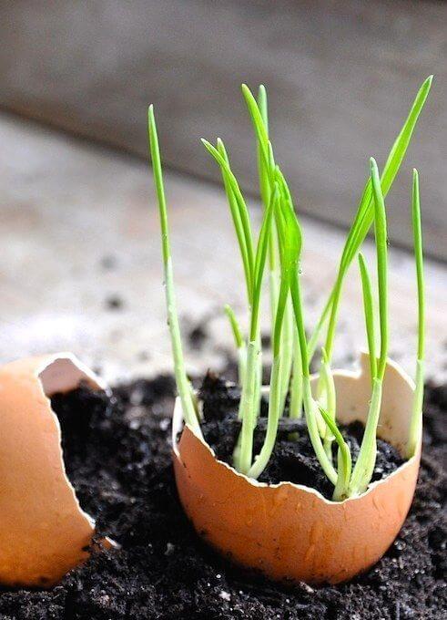 25 DIY eggshell planters to add interest to your indoor garden - 191