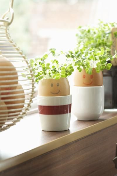 25 DIY eggshell planters to make your indoor garden more interesting - 205