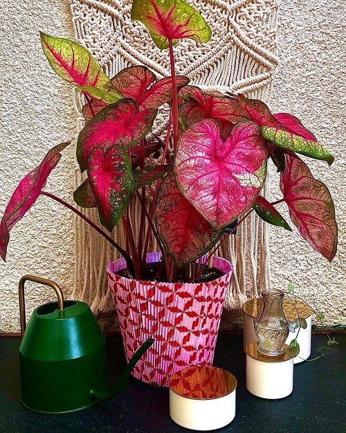 Indoor plants according to color psychology 4