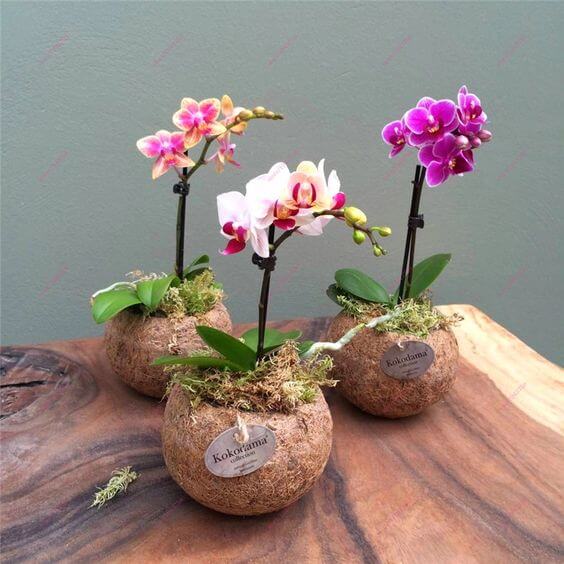 22 amazing coconut shell crafts to decorate your home - 169