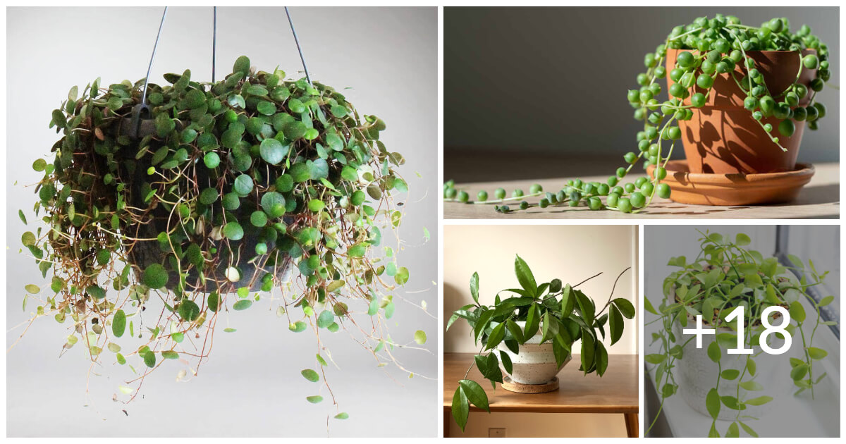 Easiest Vines To Bring Forest To Your Indoor Space