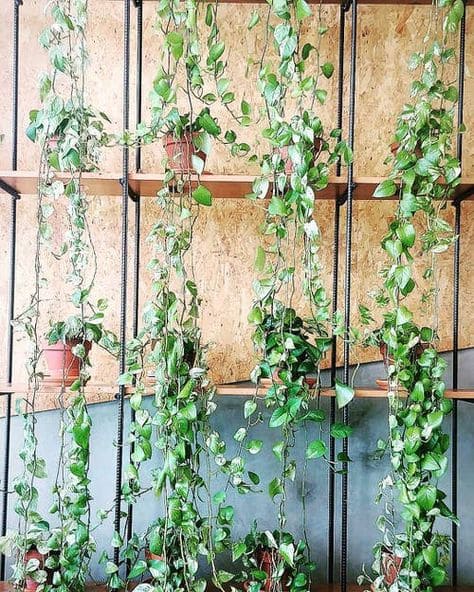 Charming wall decoration ideas with lots of greenery and plants - 31