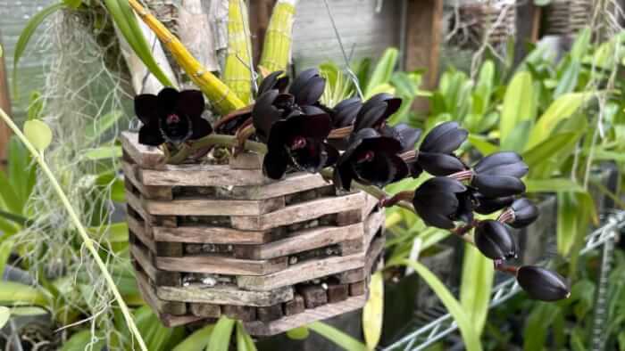7 beautiful black plants that will make a big statement in your garden