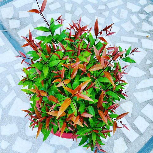 Plants with colorful new shoots 8