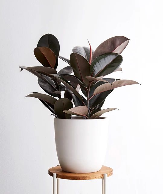 15+ Indoor Plants with Colorful New Growth