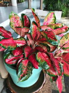 10+ Most Colorful Aglaonema Varieties You Can Grow!