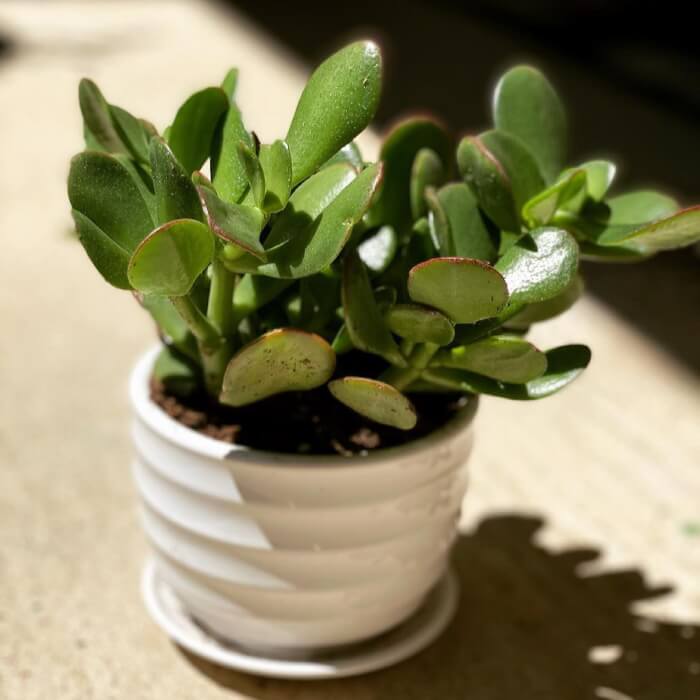 Top 14 succulents for good feng shui - 103