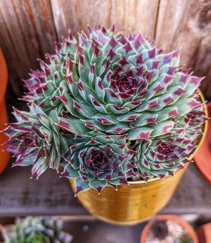 Top 14 succulents for good feng shui - 99