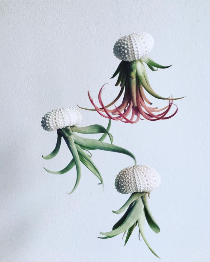 These wonderful 25 air plants are worth trying!  - 155