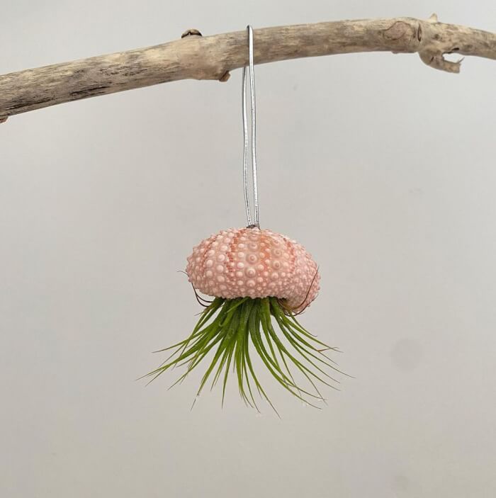 These wonderful 25 air plants are worth trying!  - 159
