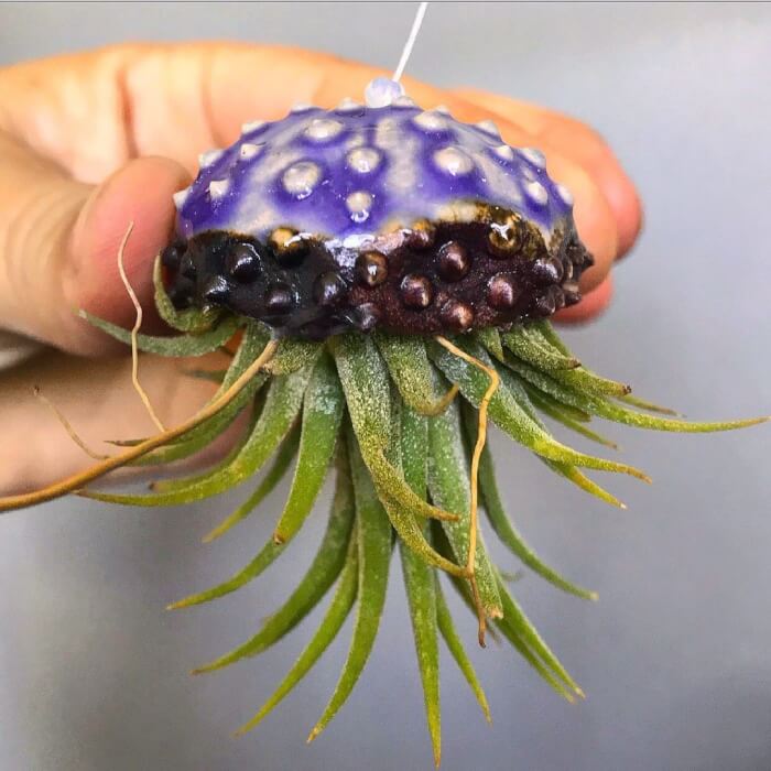 These wonderful 25 air plants are worth trying!  - 165