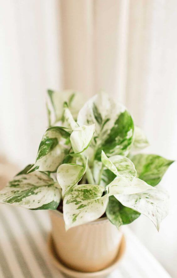 25 incredible houseplants in vases you might get addicted to - 155