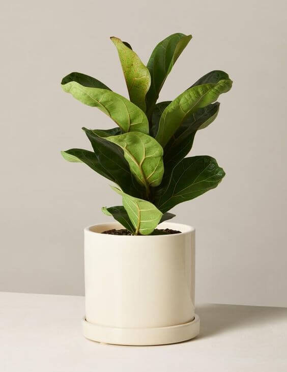 25 incredible houseplants in vases you might get addicted to - 163