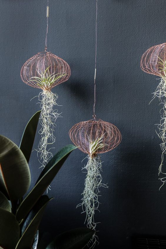These wonderful 25 air plants are worth trying!  - 177