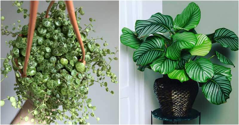 12 beautiful houseplants with round leaves for interior design - 83