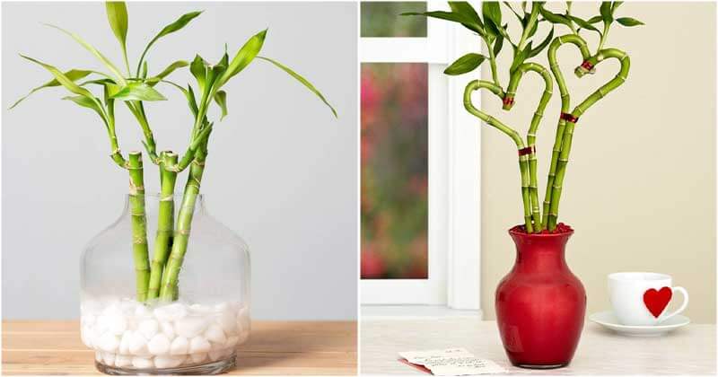 14 Beautiful Lucky Bamboo Varieties To Bring Home
